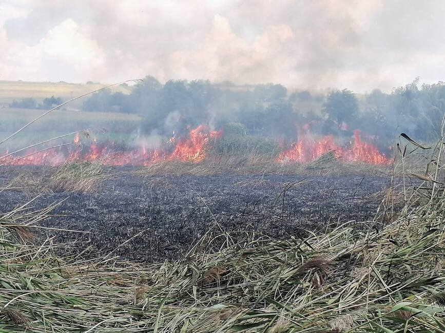 Numeroase incendii de vegetatie in judetul Botosani | imaginea 1