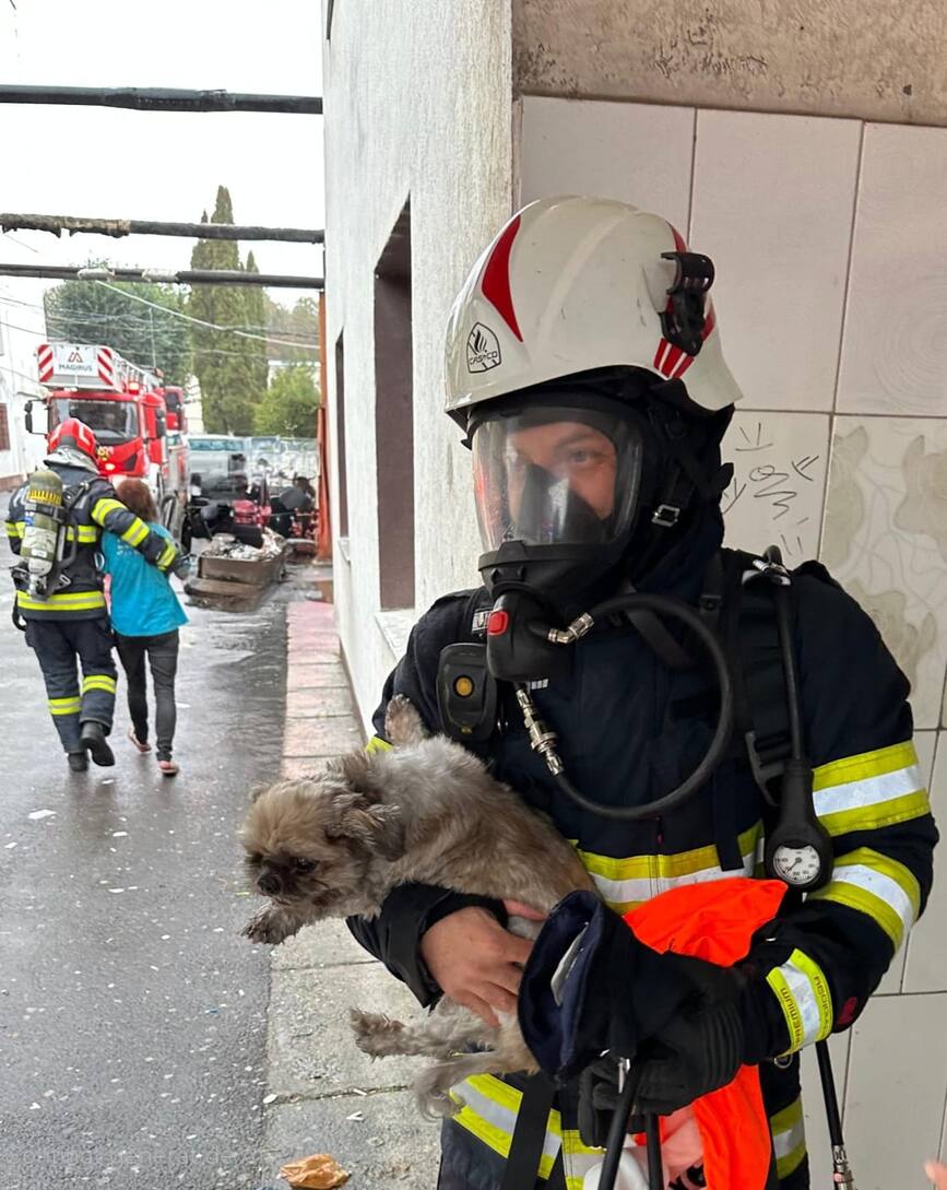Caini si pisici  salvati dintr o garsoniera in flacari | imaginea 1