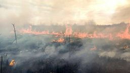 Incendii de vegetatie in judetul Giurgiu | imaginea 1