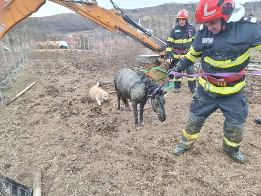 O poneita a fost salvata de pompierii bihoreni | imaginea 1