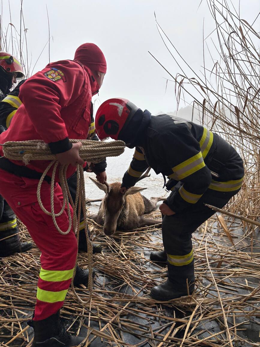 Un cerb a fost salvat exemplar de pompierii brasoveni | imaginea 2