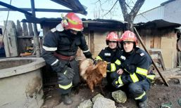 Incendii  accidente rutiere si salvare de animale | imaginea 1