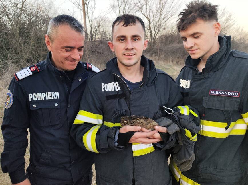 Pompierii gorjeni au salvat trei iepurasi din incendiile de vegetatie | imaginea 1