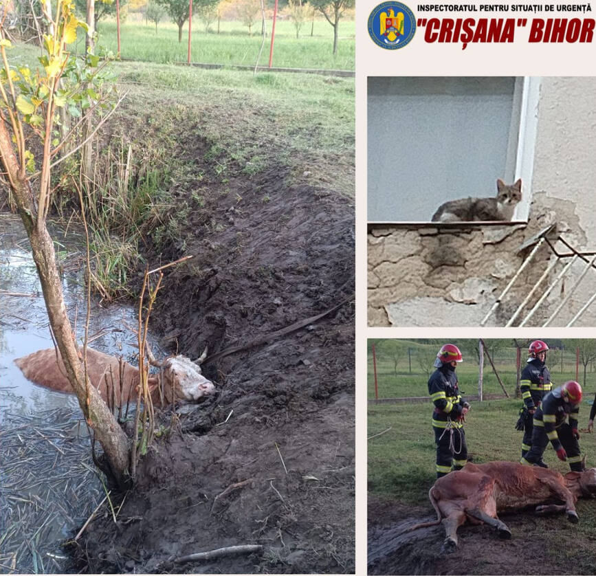 Pompierii bihoreni au salvat peste 30 de animale | imaginea 1
