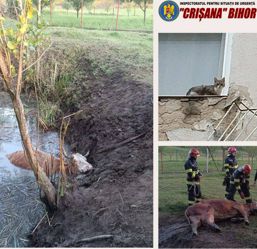 Pompierii bihoreni au salvat peste 30 de animale | imaginea 1