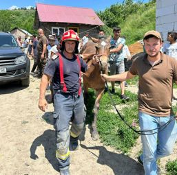 Misiune de salvare reusita   Cal cazut intr un put adanc | imaginea 1
