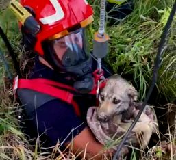 Un catel a fost salvat de pompieri | imaginea 1