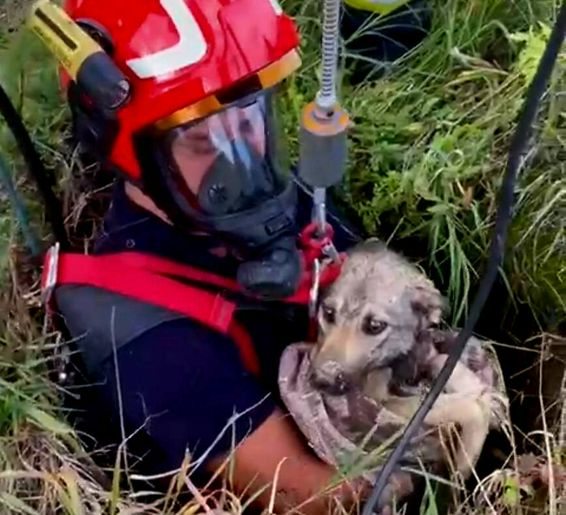 Un catel a fost salvat de pompieri | imaginea 1
