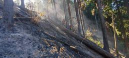 Incendiul din Muntii Tibles a fost lichidat | imaginea 1