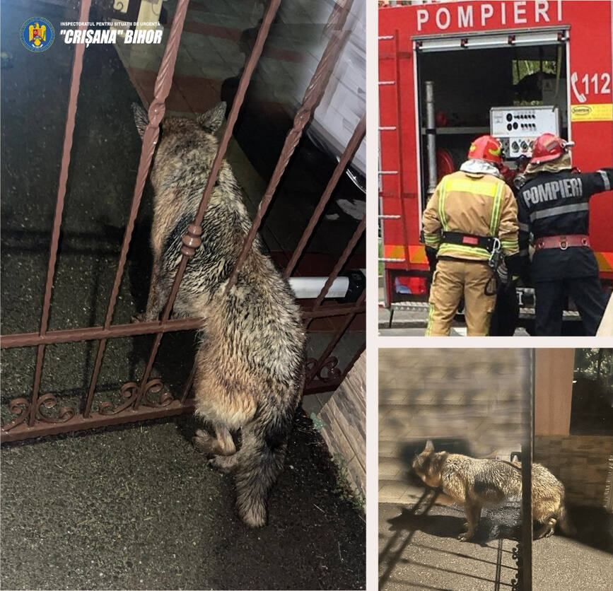 Au salvat un caine blocat in gardul unei case | imaginea 1