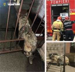 Au salvat un caine blocat in gardul unei case | imaginea 1
