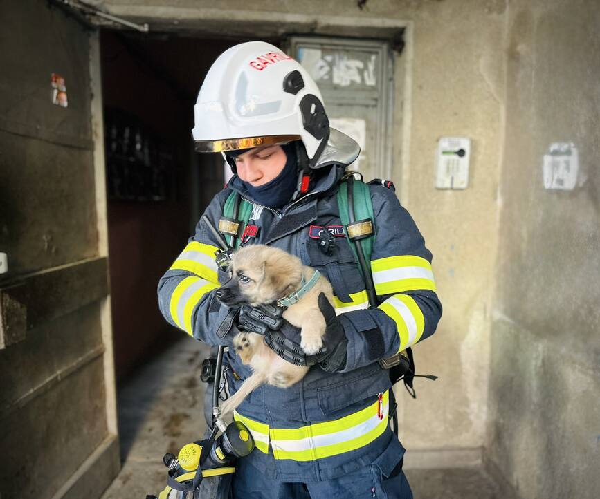 Catel salvat dintr un incendiu de apartament | imaginea 1