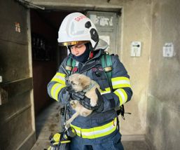 Catel salvat dintr un incendiu de apartament | imaginea 1