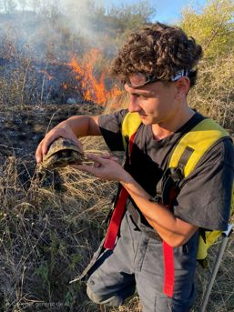 Incendiile de vegetatie   pericol pentru ecosistem | imaginea 1