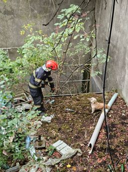 Catel salvat de pompierii ieseni | imaginea 1