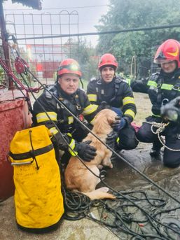 Misiune de suflet pentru salvarea unui catel | imaginea 1