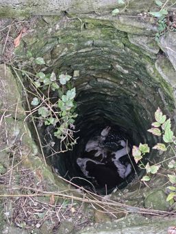 Pompierii salveaza un vitel cazut intr o fantana | imaginea 1