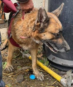 Salvata la timp de pompierii calaraseni | imaginea 1