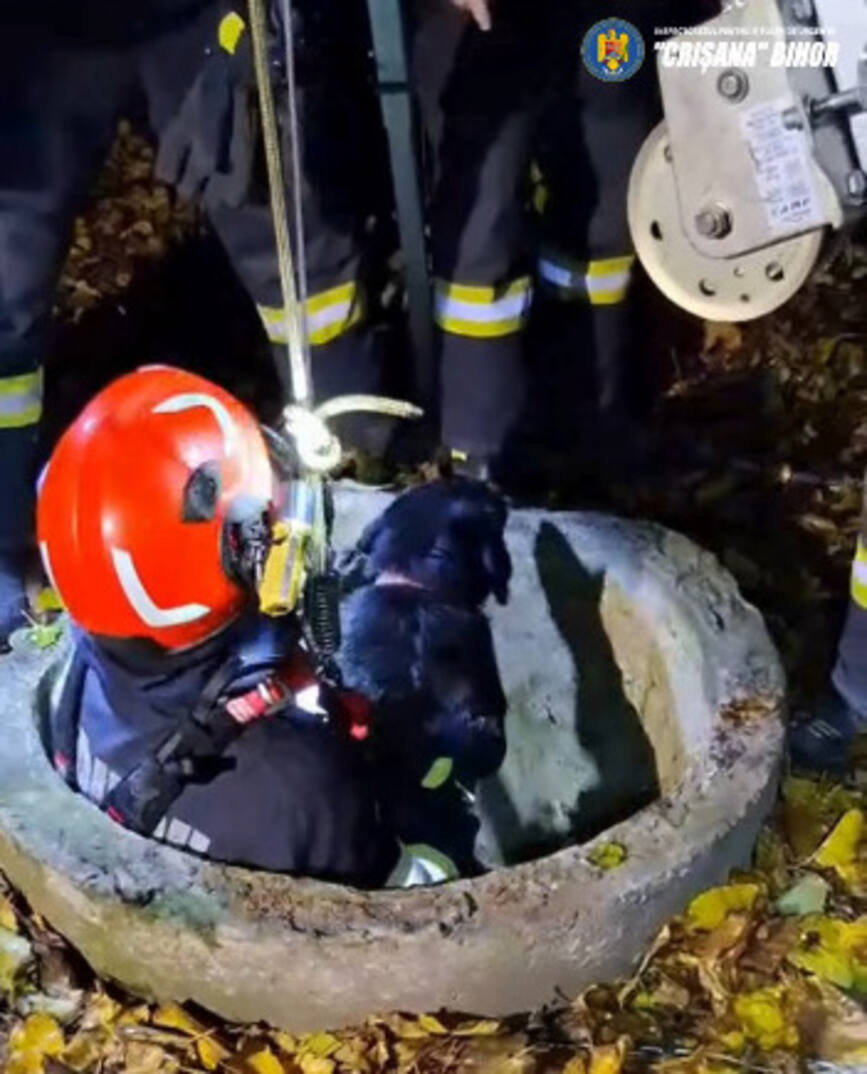 Caine salvat dintr o fantana | imaginea 1