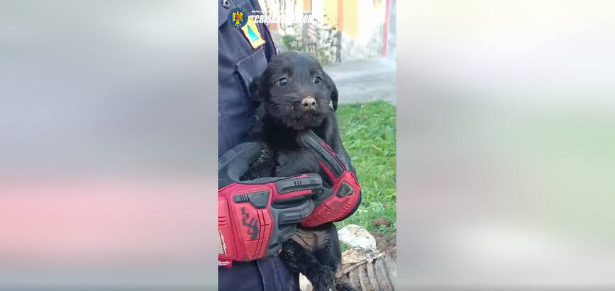 Doi pui de caine  salvati de pompierii beiuseni | imaginea 1
