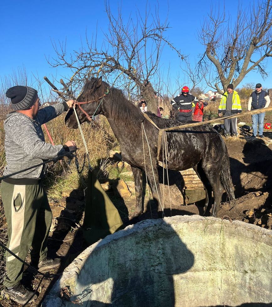 Misiune de salvare a unui cal cazut in put | imaginea 1