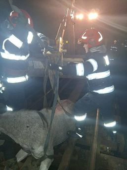 O altfel de misiune   Cal imobilizat intre traverse | imaginea 1