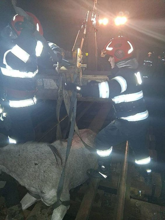 O altfel de misiune   Cal imobilizat intre traverse | imaginea 1