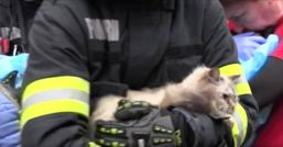 O femeie si mai multe pisici salvate dintr un incendiu | imaginea 1