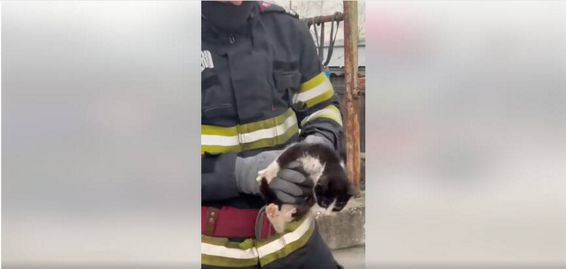 O poveste cu final fericit   Pisicuta salvata din fantana | imaginea 1