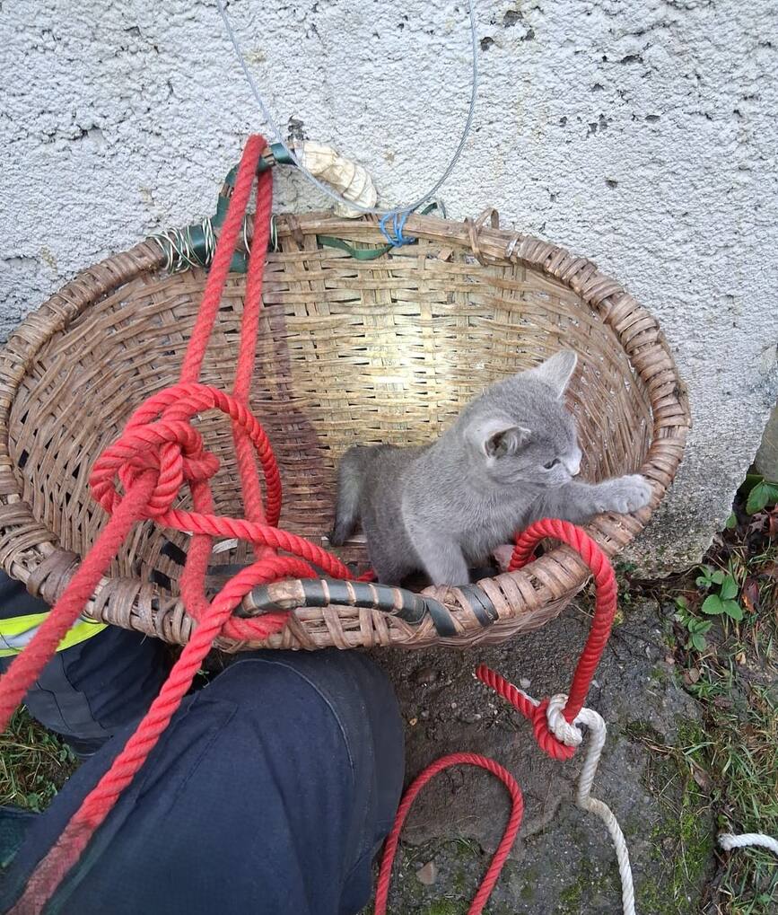 Pisica blocata intr o fantana adanca | imaginea 1