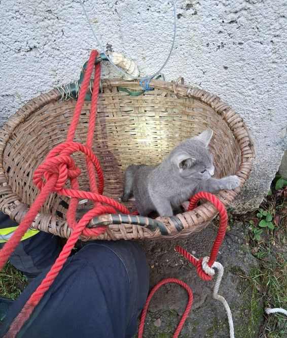 Pisica blocata intr o fantana adanca | imaginea 1