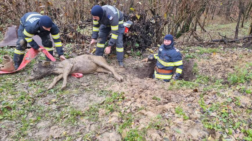 Pompierii au salvat un vitel ramas blocat intr o groapa | imaginea 1