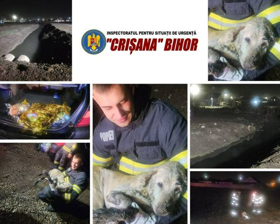 Pompierii oradeni au salvat un caine cazut intr un canal | imaginea 1