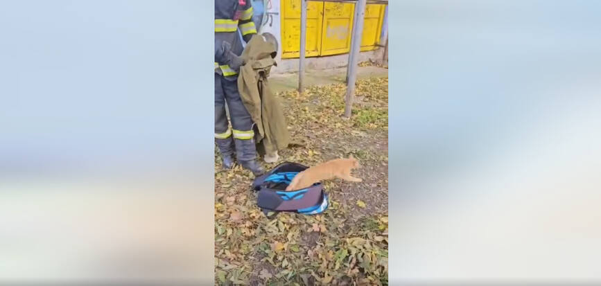 Salvarea unei pisici cazute intr un bazin | imaginea 1