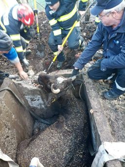 Vaca blocata intr un camin de apa | imaginea 1