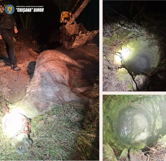 Cal salvat din fantana | imaginea 1