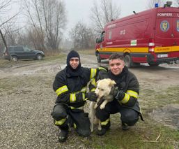 Catel salvat de pe o insula | imaginea 1