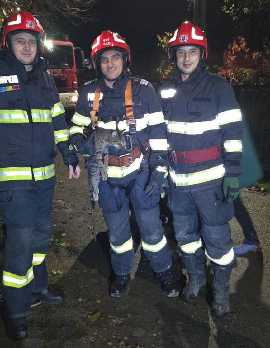 Incendii accident rutier si salvare de animale | imaginea 2