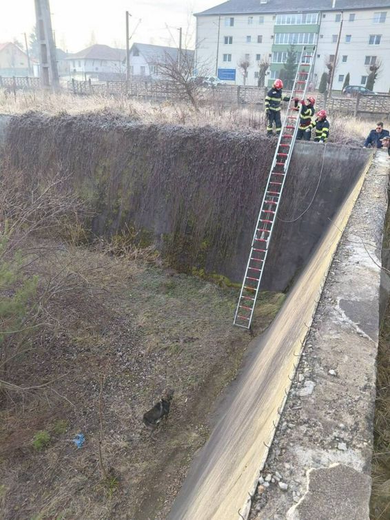 Misiune de salvare a unui caine | imaginea 1