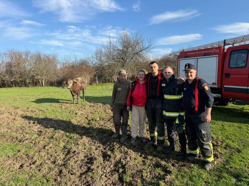 Vaca salvata de pompierii din Resita | imaginea 1