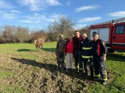 Vaca salvata de pompierii din Resita | imaginea 1