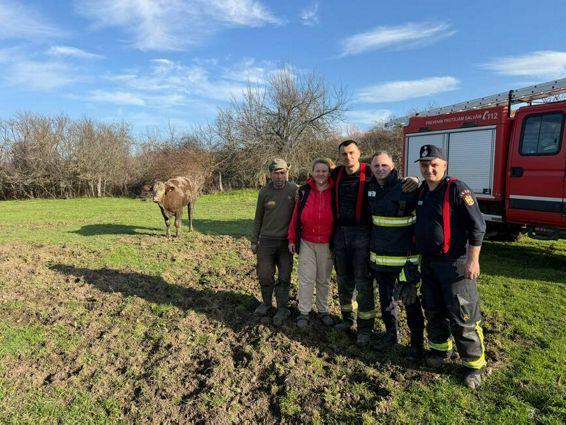 Vaca salvata de pompierii din Resita | imaginea 1