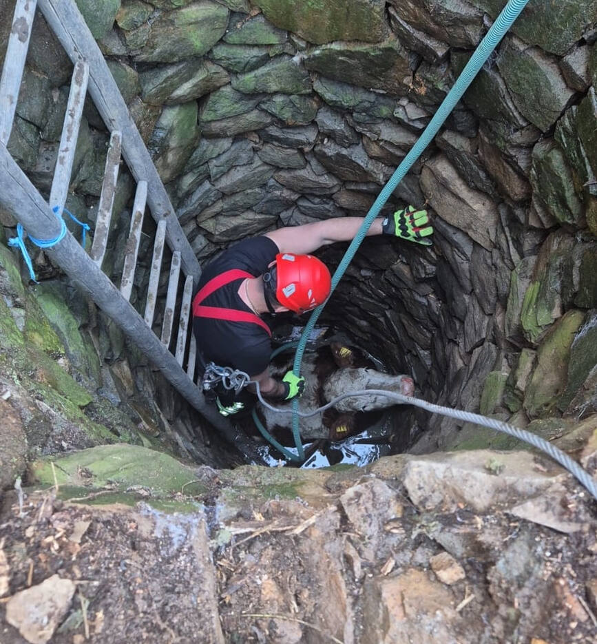 Vaca salvata de pompierii din Resita | imaginea 2