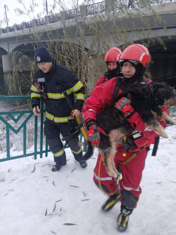 Caine blocat intre gheturi  salvat de pompierii oradeni | imaginea 1