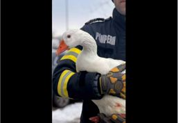 Gasca salvata de pompieri de pe un lac inghetat | imaginea 1