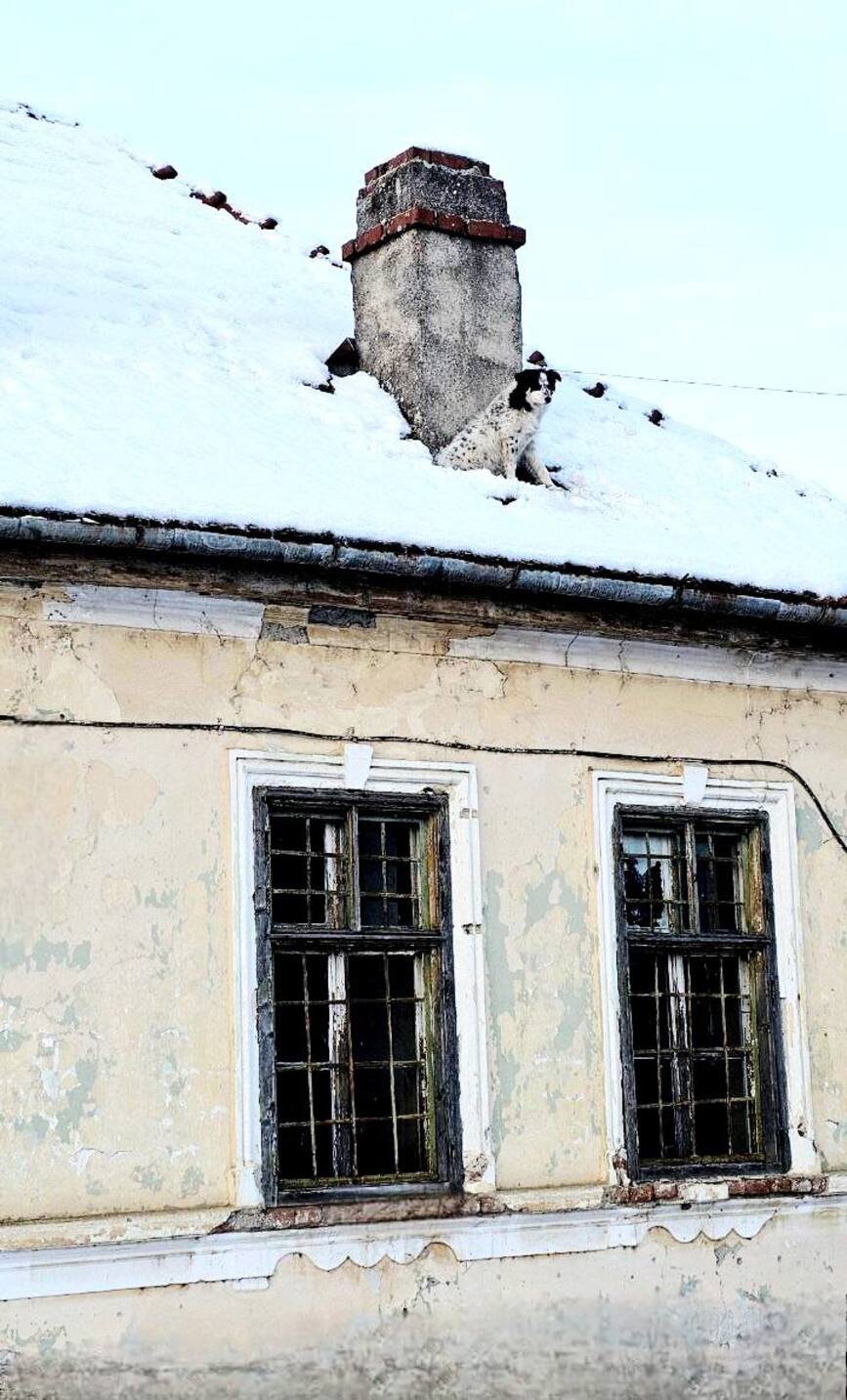 Misiune indeplinita   Un suflet salvat din frig | imaginea 1