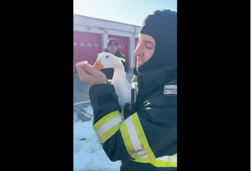 Pompierii au salvat o rata din capcana ghetii | imaginea 1