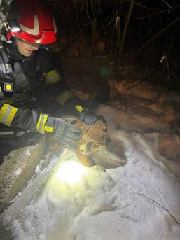 Salvat din fosa dezafectata  si a gasit un stapan | imaginea 1