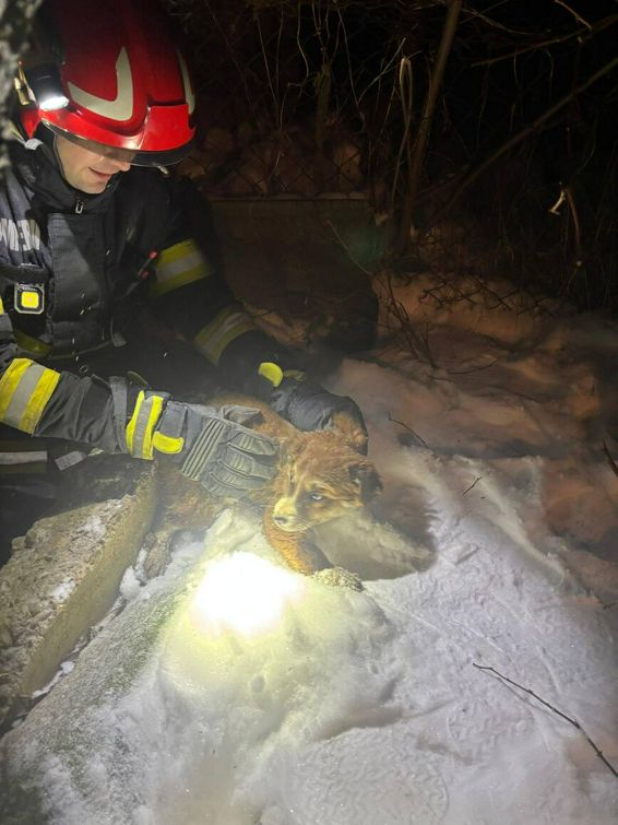 Salvat din fosa dezafectata  si a gasit un stapan | imaginea 1