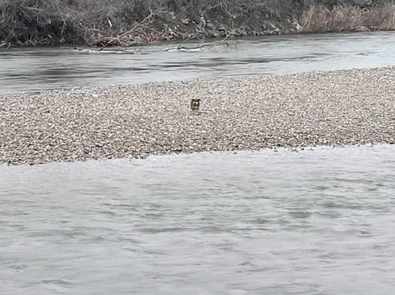 Final fericit   Salvat din mijlocul apelor | imaginea 1